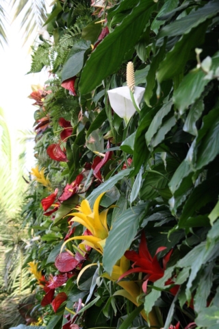 Roberto-cavalli-ibiza-jardín-vertical-muro-verde-vertikaler-garten-vertical-garten-naturalezayarte-genova