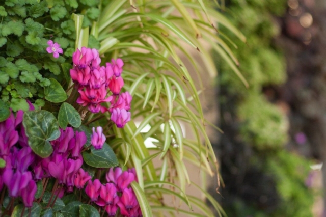 floralewand-ibiza-naturalezayarte-jardin-vertical-1024×682