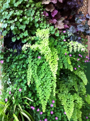 giardino-verticale-ibiza-naturalezayarte-genova