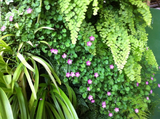 jardin-vertical-ibiza-stefan-meier-landschaftsarchitekt-genova