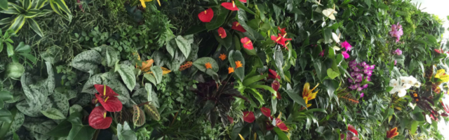 jardin-vertical-ibiza-Temakinho-giardino-verticale-vertical-garden-vertikaler-garten-naturalezayarte-genova 1