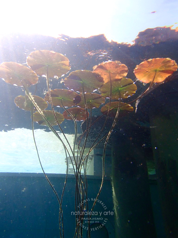piscina-biologica-zona-regeneracion-naturalezayarte-ibiza-genova-plaingreen-naturpool-biopiscine-768×1024