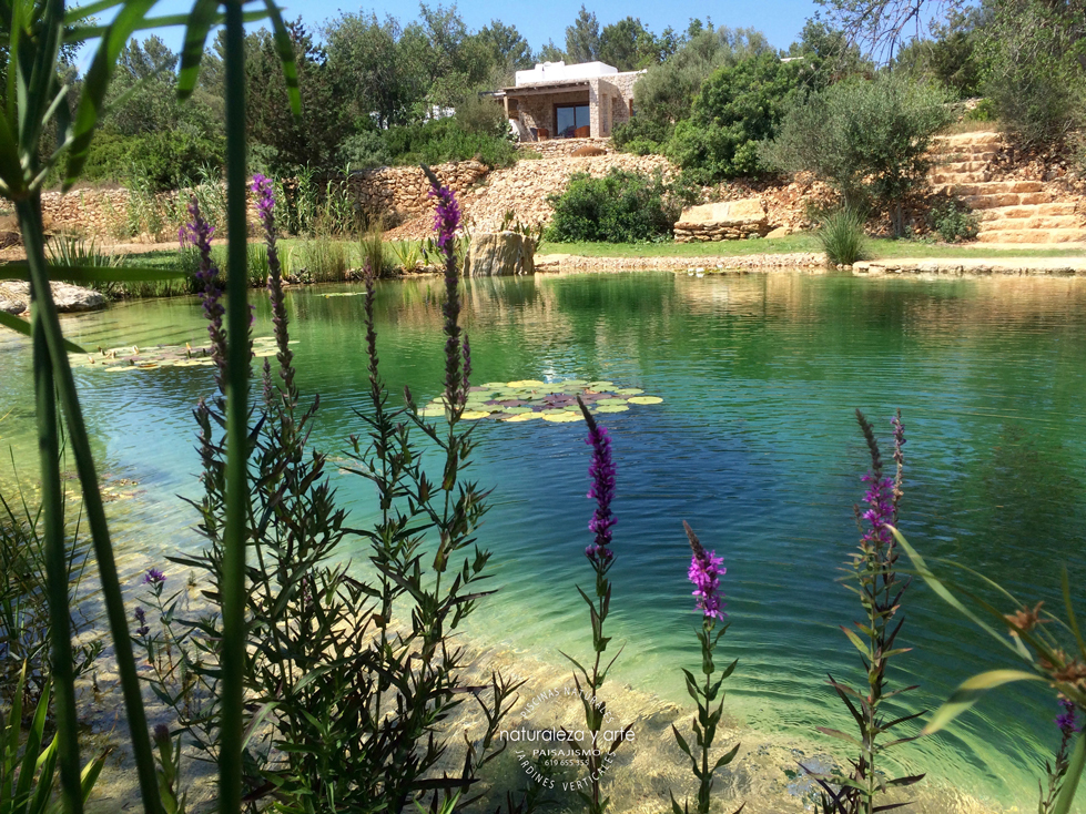 swiming-pond